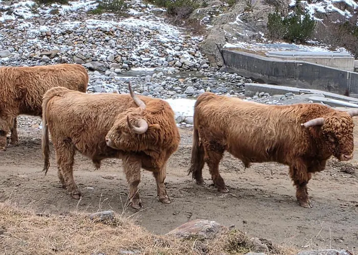 Liss 아파트 제르젠스