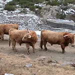 Liss דירה יארצנס